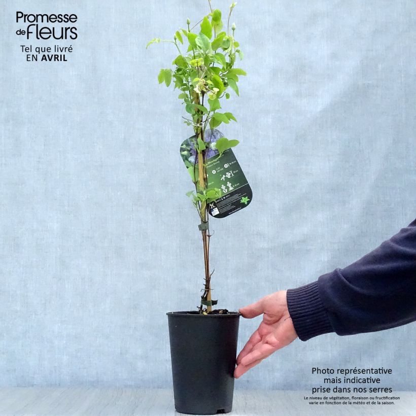 Clematis Blue Light - Clematide Vaso da 1,5L/2L esemplare consegnato in primavera