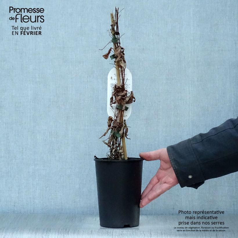 Clematis Blue pirouette - Clematide Vaso da 2L/3L esemplare consegnato in inverno