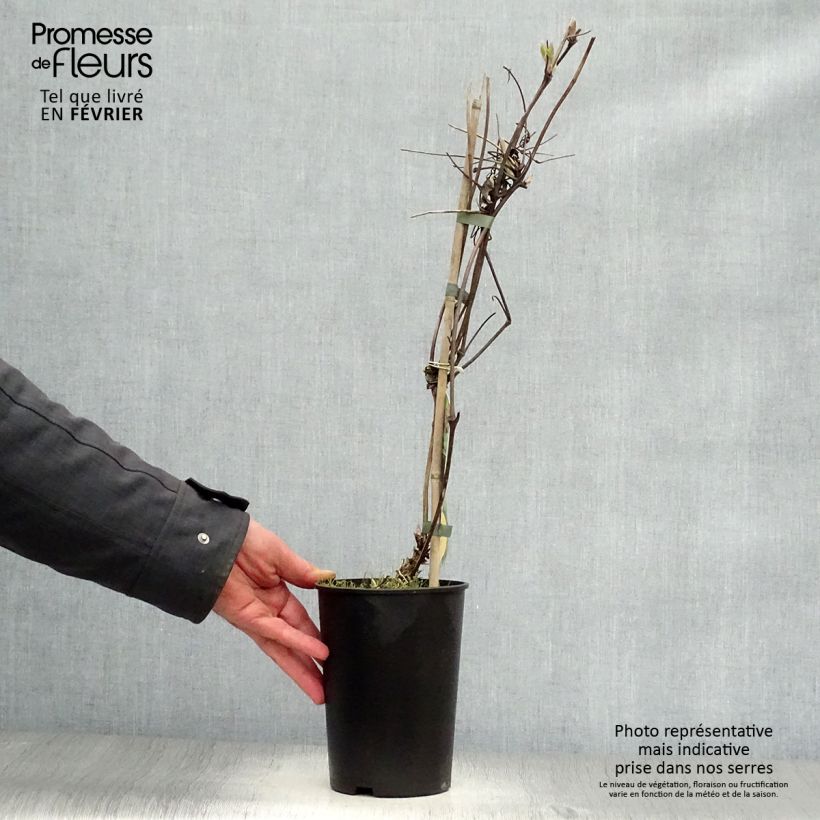 Clematis Brunette - Clematide Vaso da 2L/3L esemplare consegnato in inverno