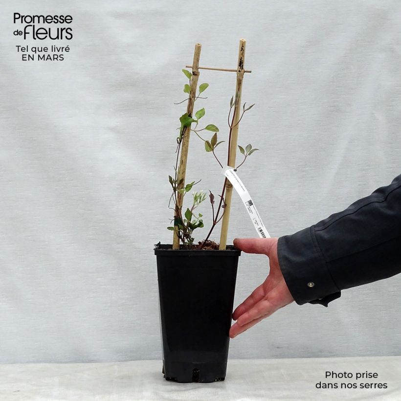 Clematis Carnaby - Clematide Vaso da 1,5L/2L esemplare consegnato in primavera