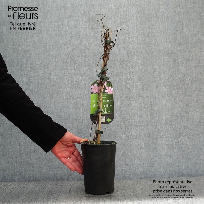 Clematis Caroline - Clematide Vaso da 2L/3L esemplare consegnato in inverno