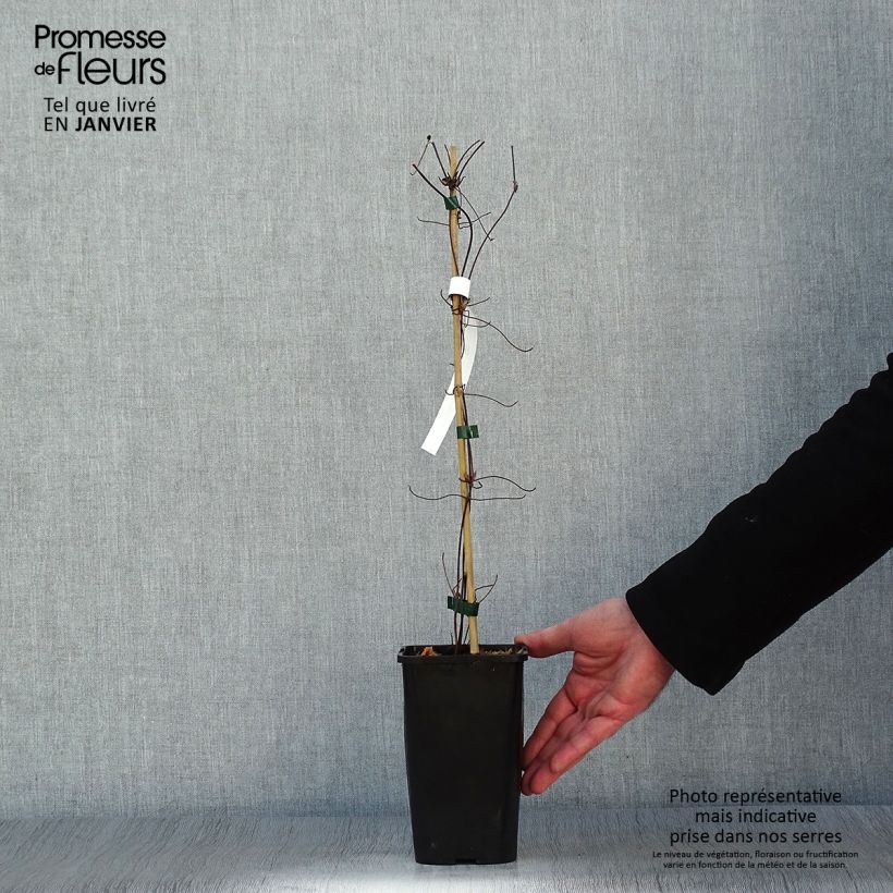 Clematis Cezanne - Clematide Vaso da 1,5L/2L esemplare consegnato in inverno