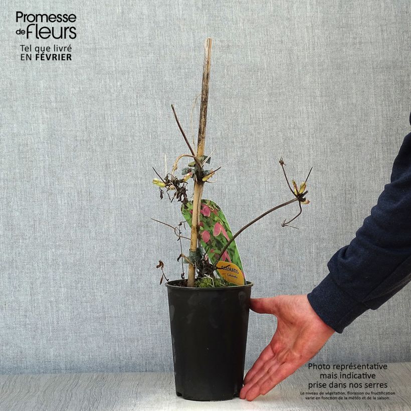 Clematis Columella - Clematide Vaso da 2L/3L esemplare consegnato in inverno