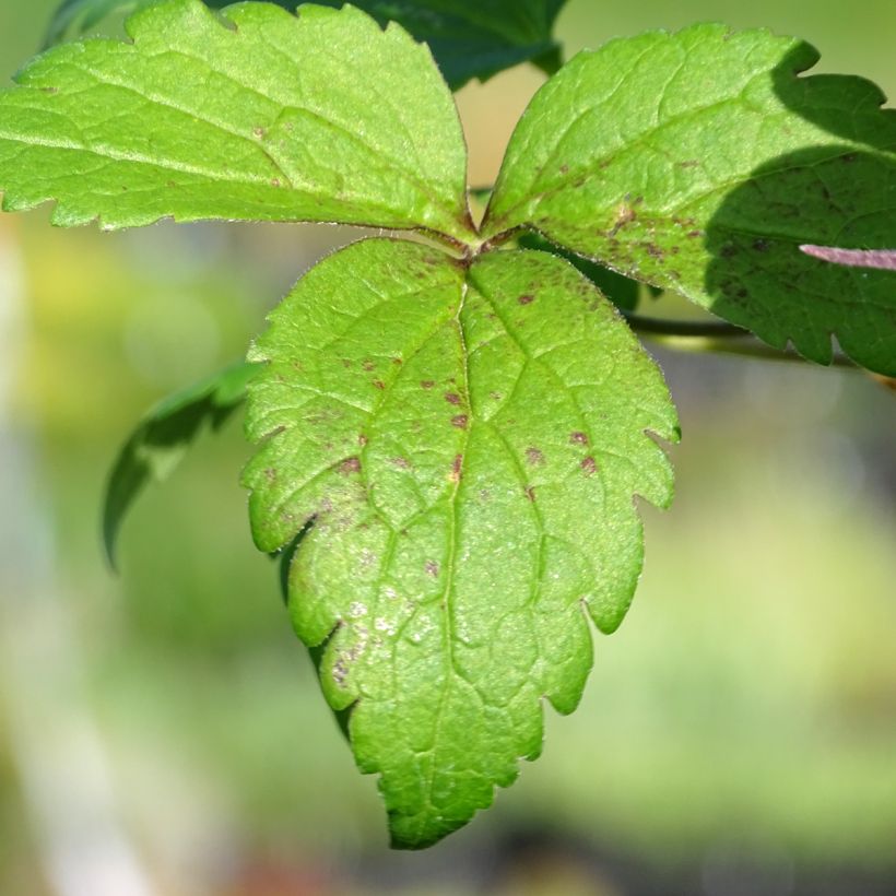 Clematis Columella - Clematide (Fogliame)