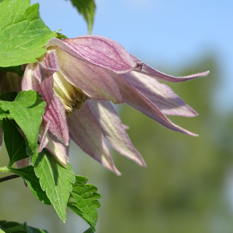 Clematis Columella - Clematide (Fioritura)