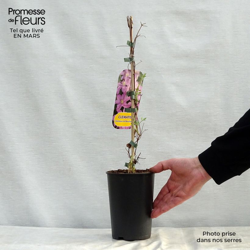 Clematis Comtesse de Bouchaud - Clematide Vaso da 2L/3L esemplare consegnato in primavera