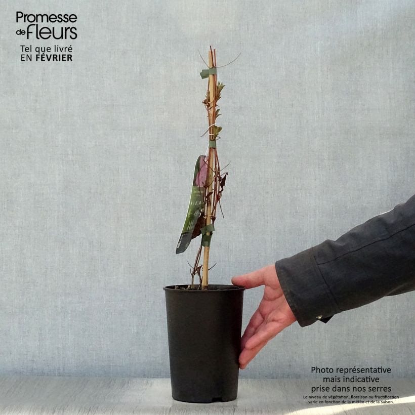 Clematis Comtesse de Bouchaud - Clematide Vaso da 2L/3L esemplare consegnato in inverno