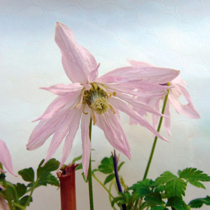 Clematis Country Rose - Clematide (Fioritura)