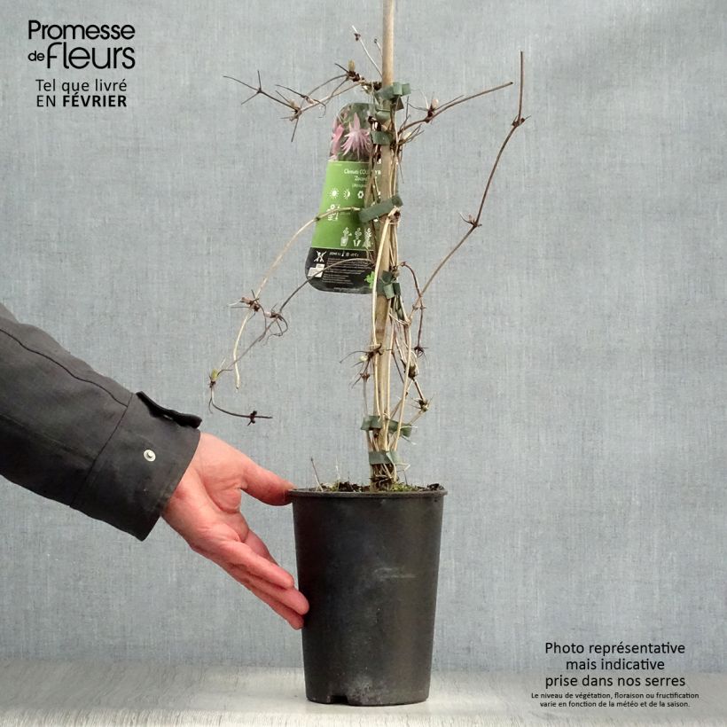 Clematis Country Rose - Clematide Vaso da 2L/3L esemplare consegnato in inverno