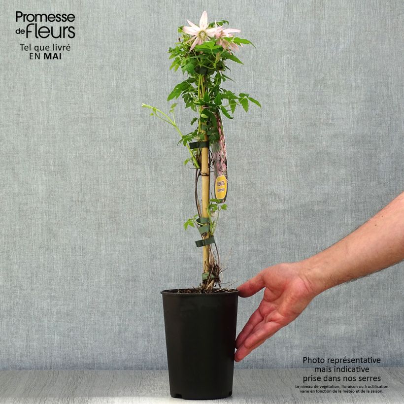 Clematis Country Rose - Clematide Vaso da 2L/3L esemplare consegnato in primavera