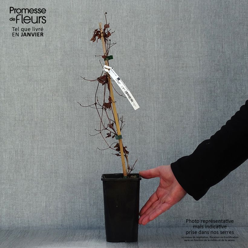 Clematis Couronne Royale - Clematide Vaso da 1,5L/2L esemplare consegnato in inverno