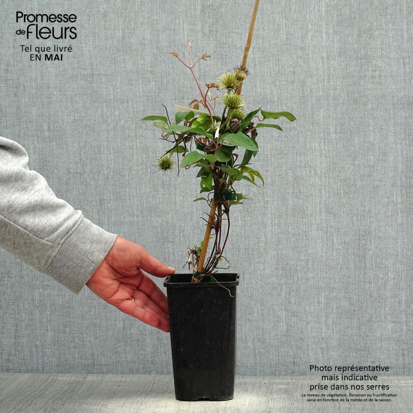 Clematis Couronne Royale - Clematide Vaso da 1,5L/2L esemplare consegnato in primavera