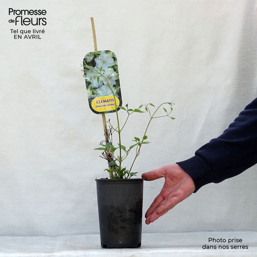 Clematis Dancing Dorien - Clematide Vaso da 2L/3L esemplare consegnato in primavera