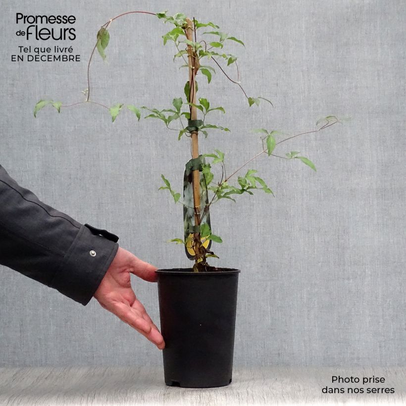 Clematis Dancing Dorien - Clematide Vaso da 2L/3L esemplare consegnato in inverno