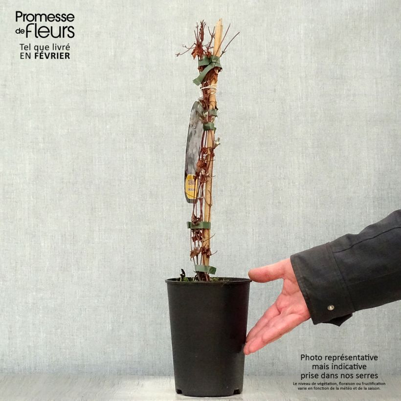 Clematis Dancing King - Clematide Vaso da 2L/3L esemplare consegnato in inverno