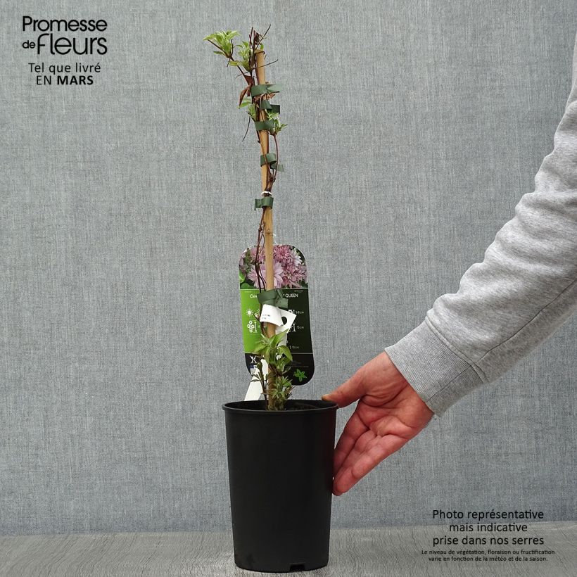 Clematis Dancing Queen - Clematide Vaso da 2L/3L esemplare consegnato in inverno