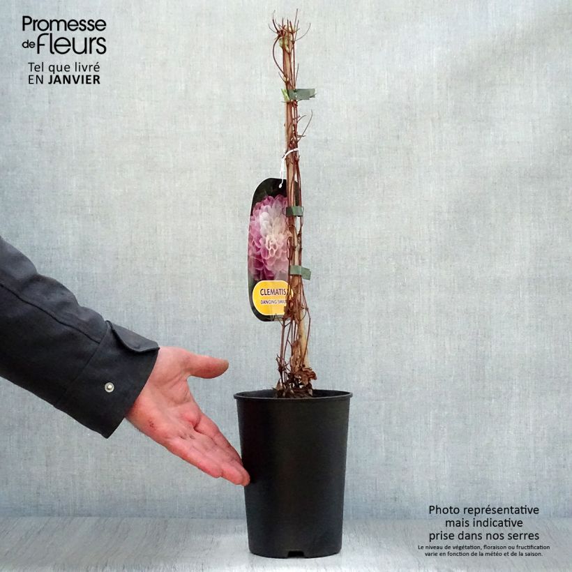 Clematis Dancing Smile - Clematide Vaso da 2L/3L esemplare consegnato in inverno