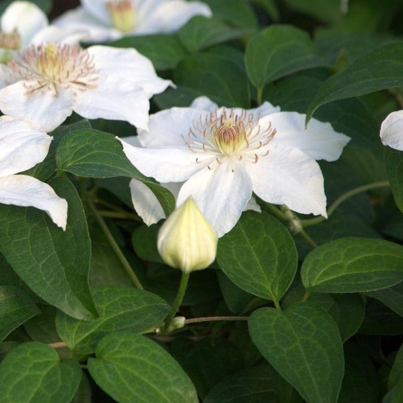 Clematis Destiny - Clematide (Fogliame)