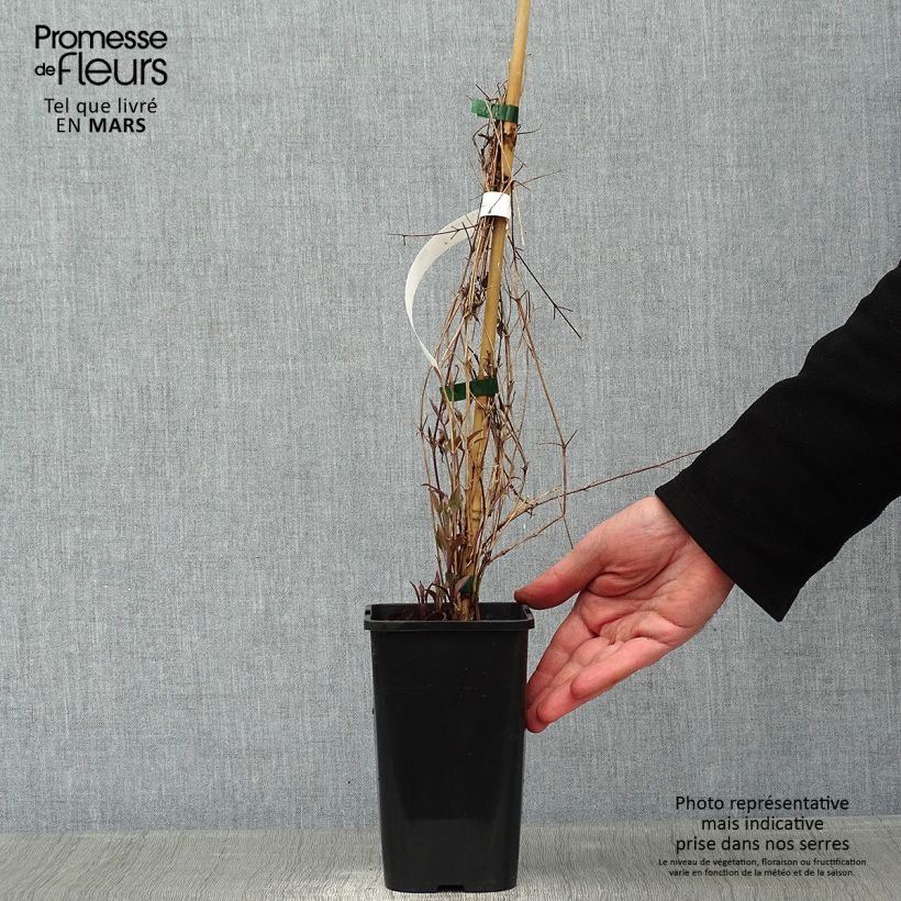 Clematis Destiny - Clematide Vaso da 1,5L/2L esemplare consegnato in inverno