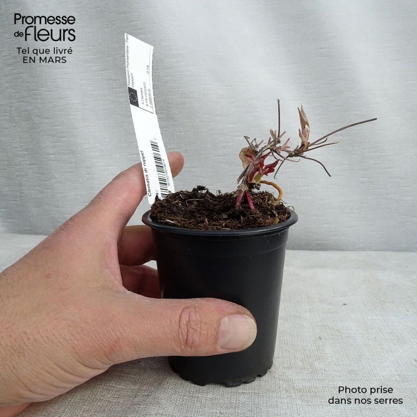 Clematis Docteur Ruppel - Clematide Vasetto da 8/9 cm esemplare consegnato in inverno