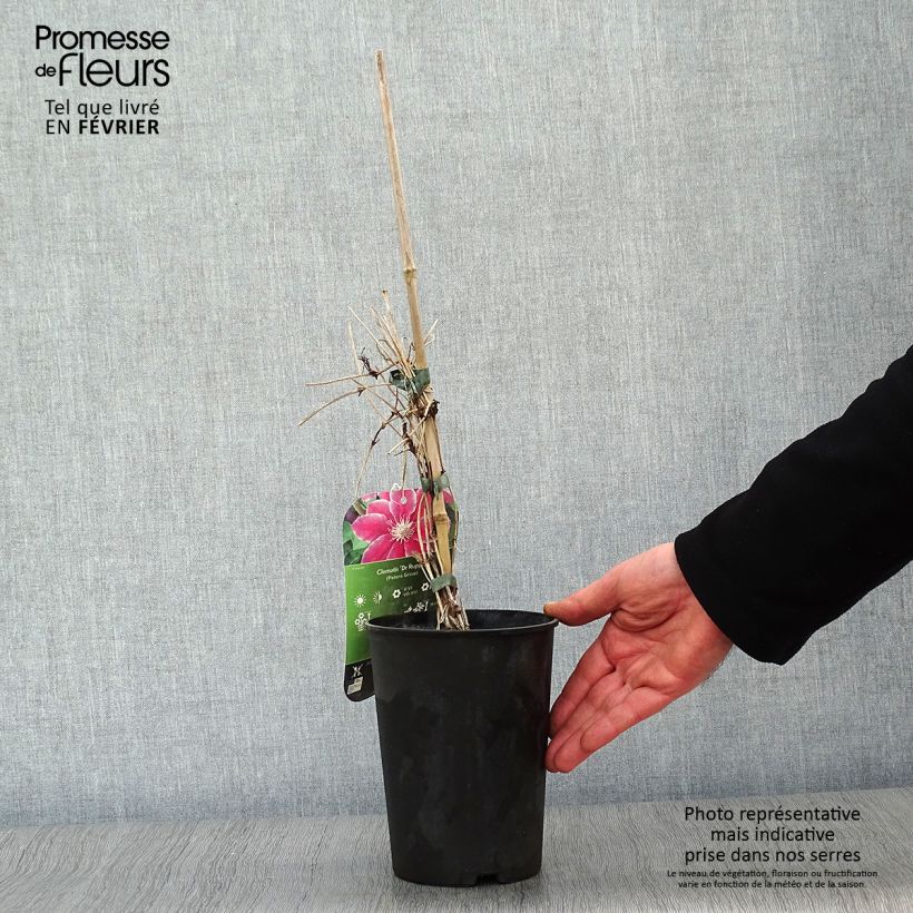 Clematis Docteur Ruppel - Clematide Vaso da 2L/3L esemplare consegnato in inverno