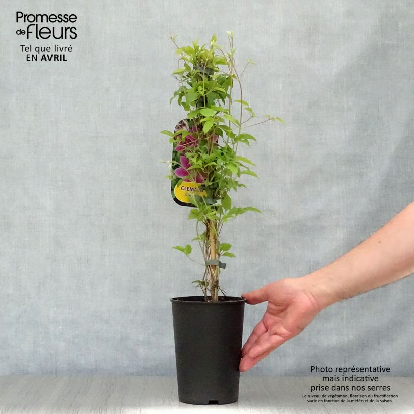 Clematis Docteur Ruppel - Clematide Vaso da 2L/3L esemplare consegnato in primavera