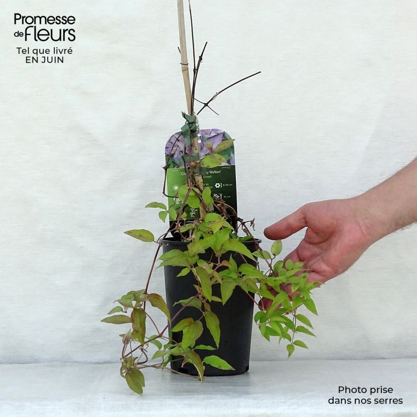 Esemplare di Clematis Dorothy Walton - Clematide Vaso da 1,5L/2L consegnato in estate
