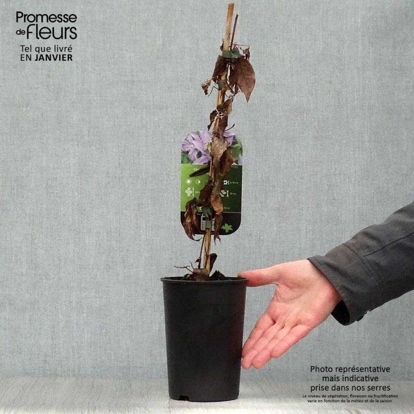 Clematis Dorothy Walton - Clematide Vaso da 1,5L/2L esemplare consegnato in inverno