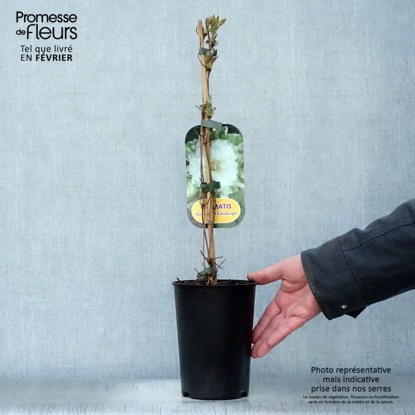 Clematis Duchess of Edinburgh - Clematide Vaso da 2L/3L esemplare consegnato in inverno