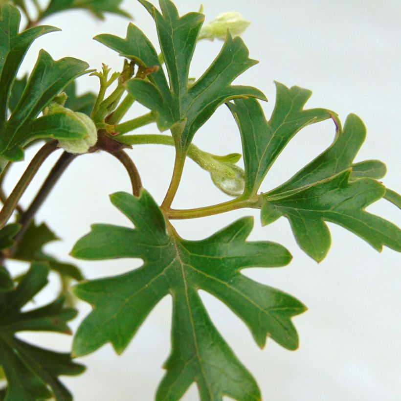 Clematis Early Sensation - Clematide (Fogliame)