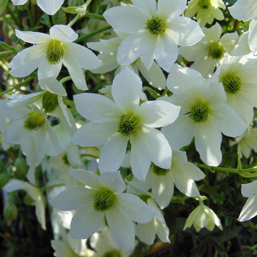 Clematis Early Sensation - Clematide (Fioritura)