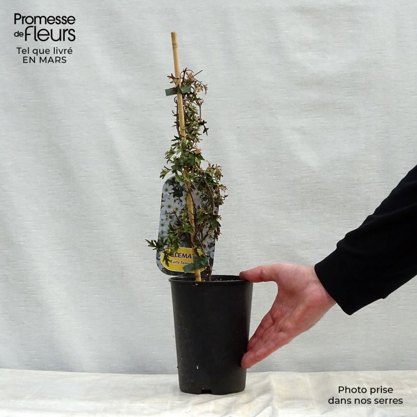 Clematis Early Sensation - Clematide Vaso da 2L/3L esemplare consegnato in primavera