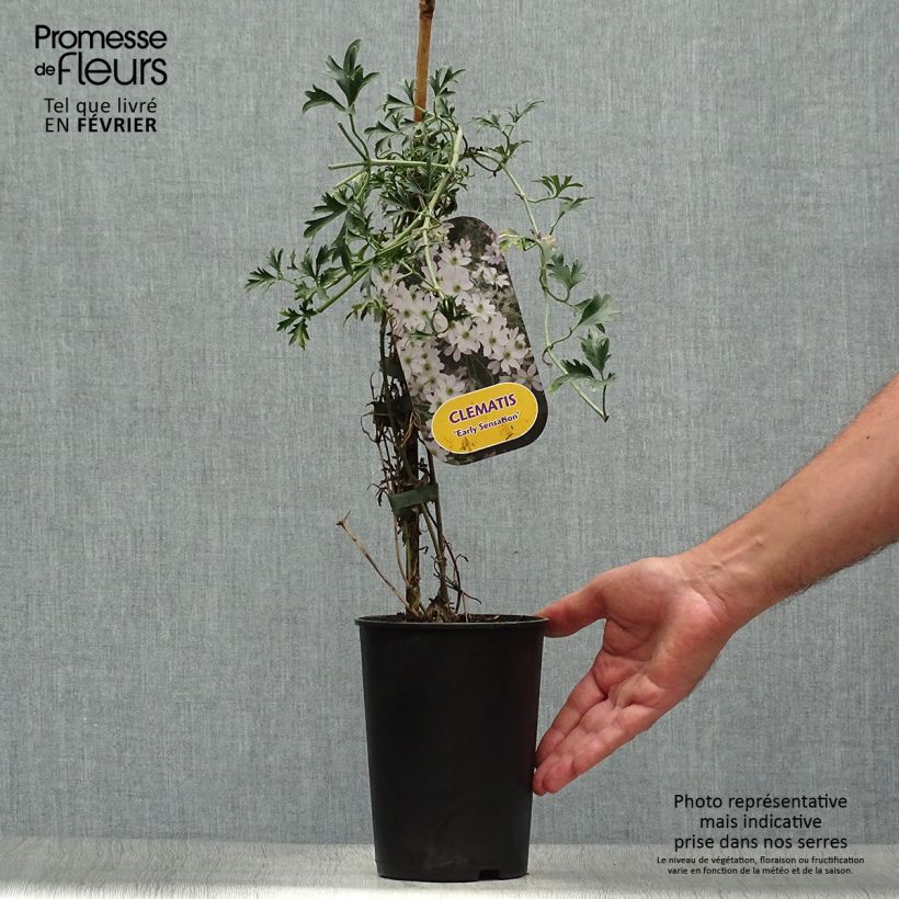 Esemplare di Clematis Early Sensation - Clematide Vaso da 2L/3L come consegnato in autunno