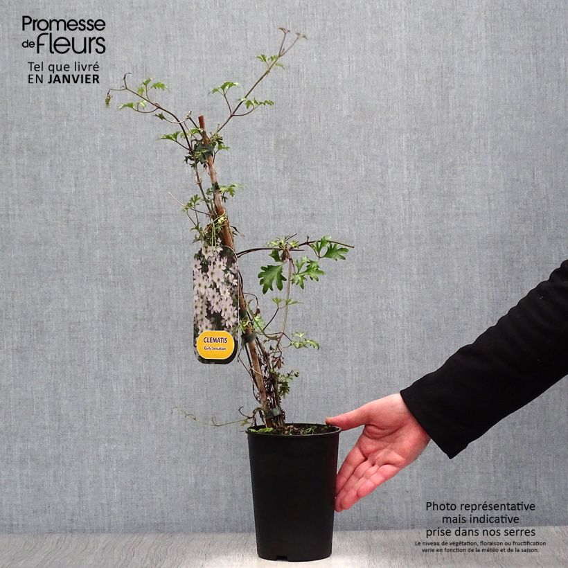 Clematis Early Sensation - Clematide Vaso da 2L/3L esemplare consegnato in inverno
