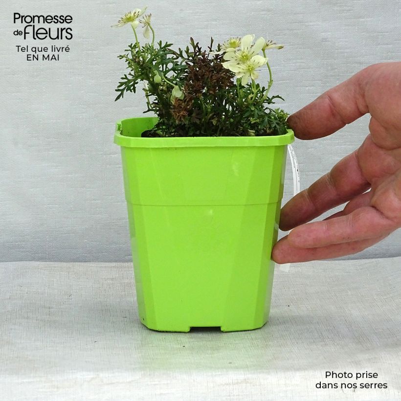 Clematis Emerald Dream - Clematide Vaso da 1L/1,5L esemplare consegnato in primavera