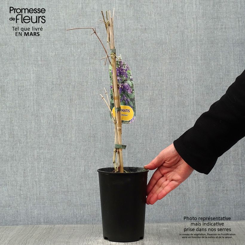 Clematis Eriostemon - Clematide Vaso da 2L/3L esemplare consegnato in inverno