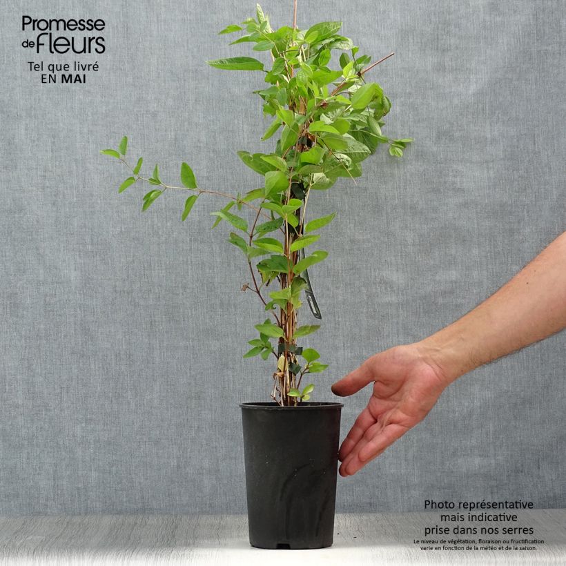 Clematis Eriostemon - Clematide Vaso da 2L/3L esemplare consegnato in primavera