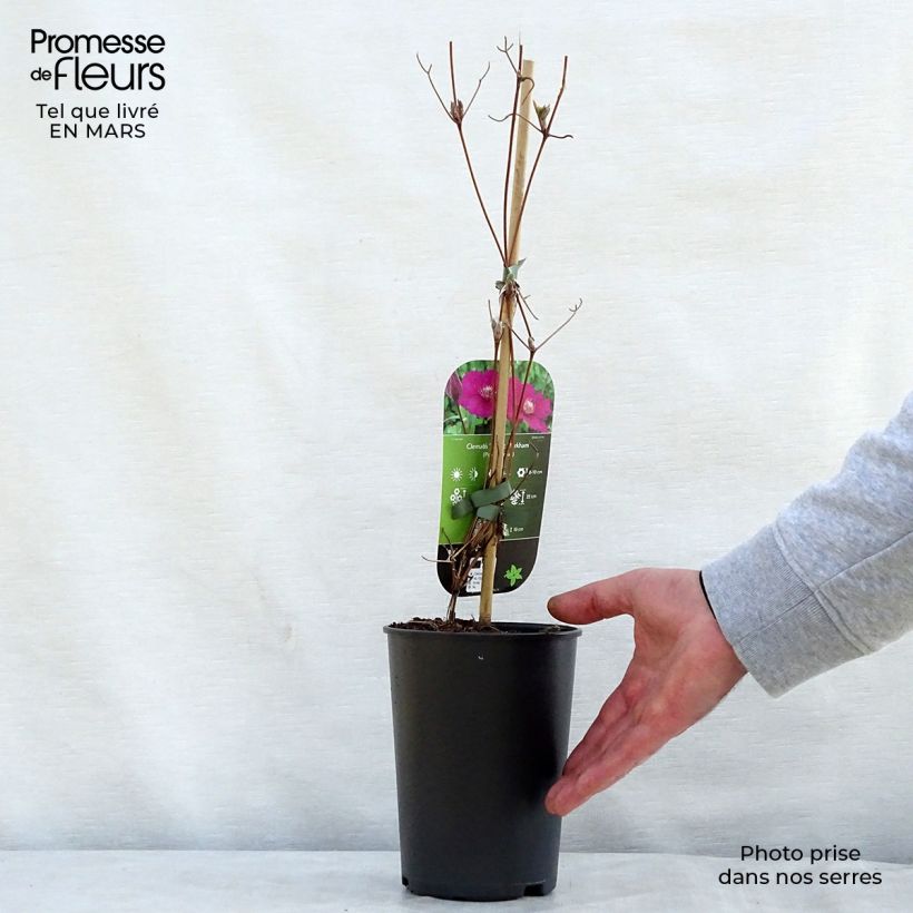 Clematis viticella Ernest Marckham - Clematide Vaso da 2L/3L esemplare consegnato in primavera