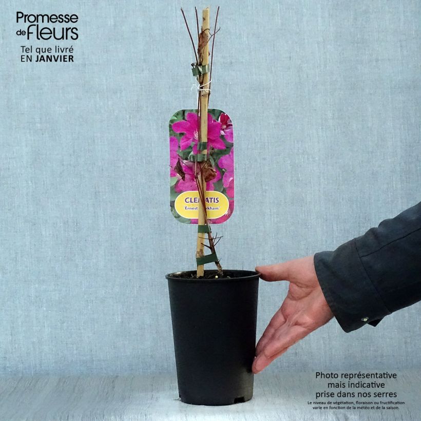 Clematis viticella Ernest Marckham - Clematide Vaso da 2L/3L esemplare consegnato in inverno