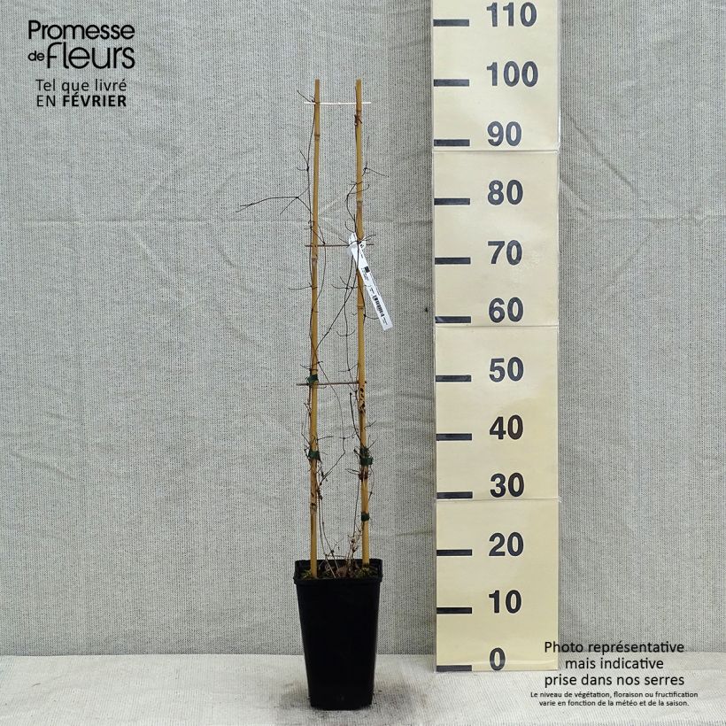 Clematis Etoile Nacrée - Clematide Vaso da 2L/3L esemplare consegnato in inverno