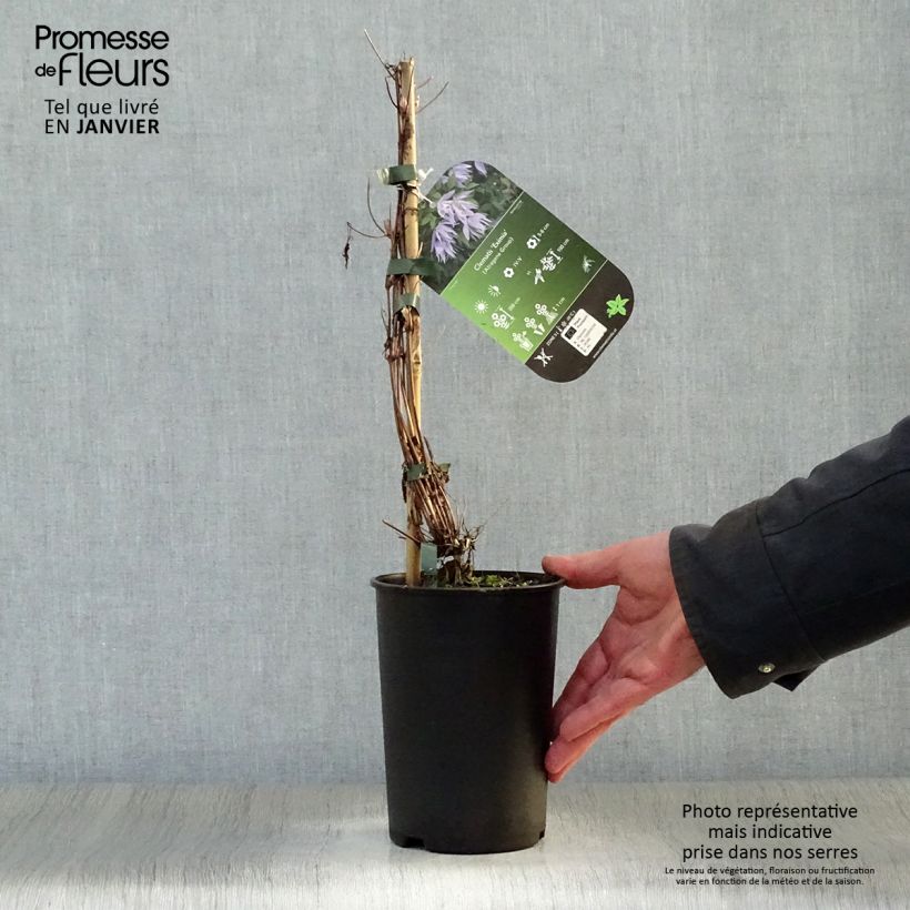 Clematis Eximia - Clematide Vaso da 2L/3L esemplare consegnato in inverno