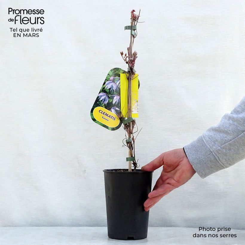 Clematis Eximia - Clematide Vaso da 2L/3L esemplare consegnato in primavera