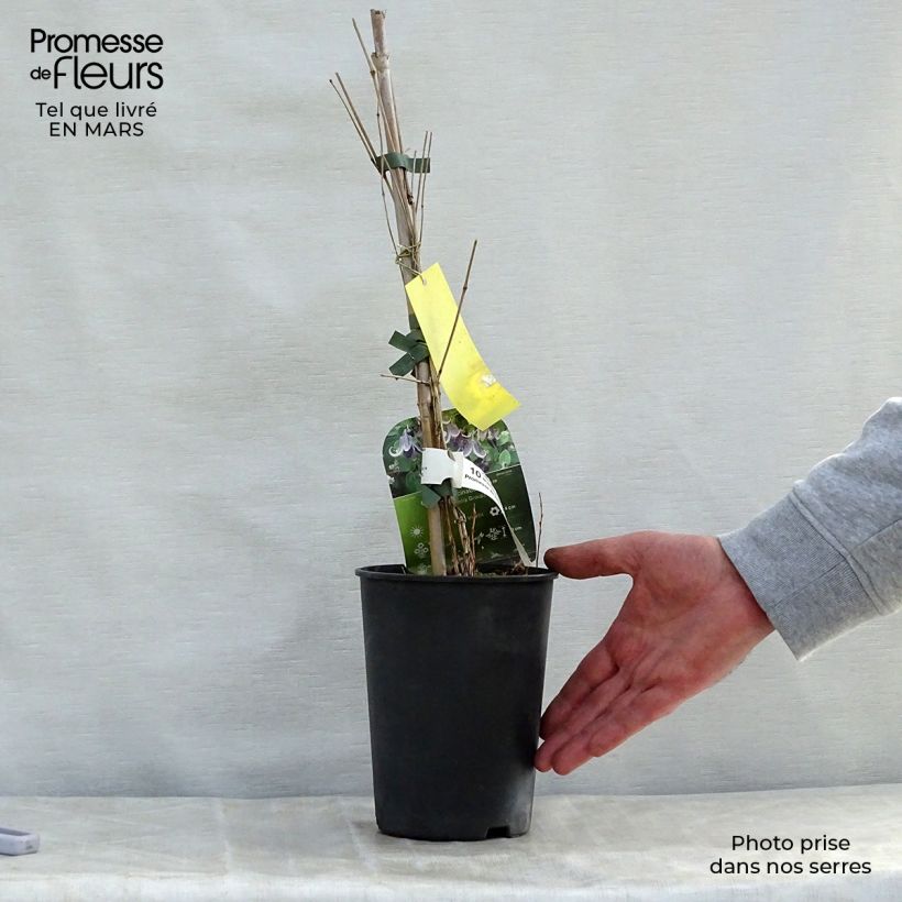 Clematis Fascination - Clematide Vaso da 2L/3L esemplare consegnato in primavera