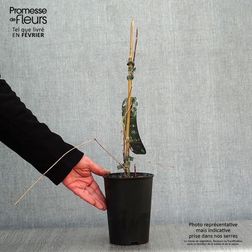 Clematis Fascination - Clematide Vaso da 2L/3L esemplare consegnato in inverno