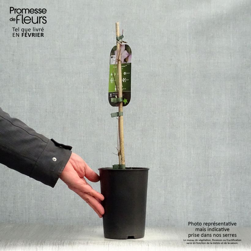 Clematis florida Fond Memories - Clematide Vaso da 2L/3L esemplare consegnato in inverno