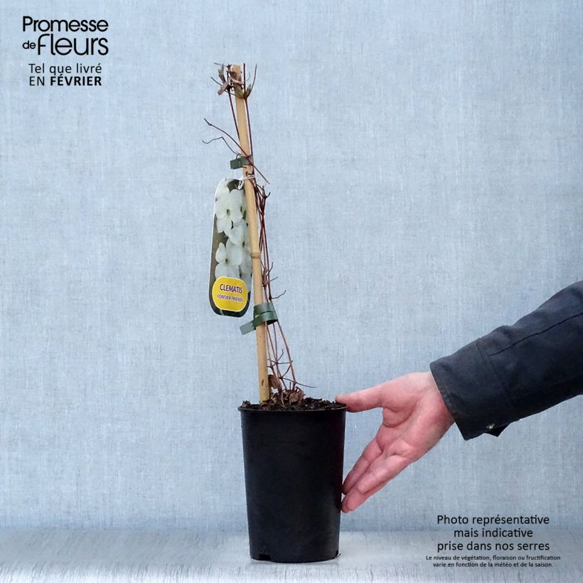 Clematis jackmanii Forever Friends - Clematide Vaso da 2L/3L esemplare consegnato in inverno