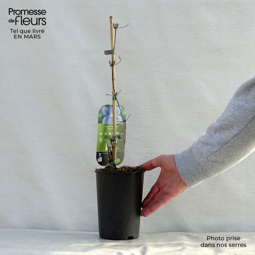 Clematis Fuji Musume - Clematide Vaso da 2L/3L esemplare consegnato in primavera