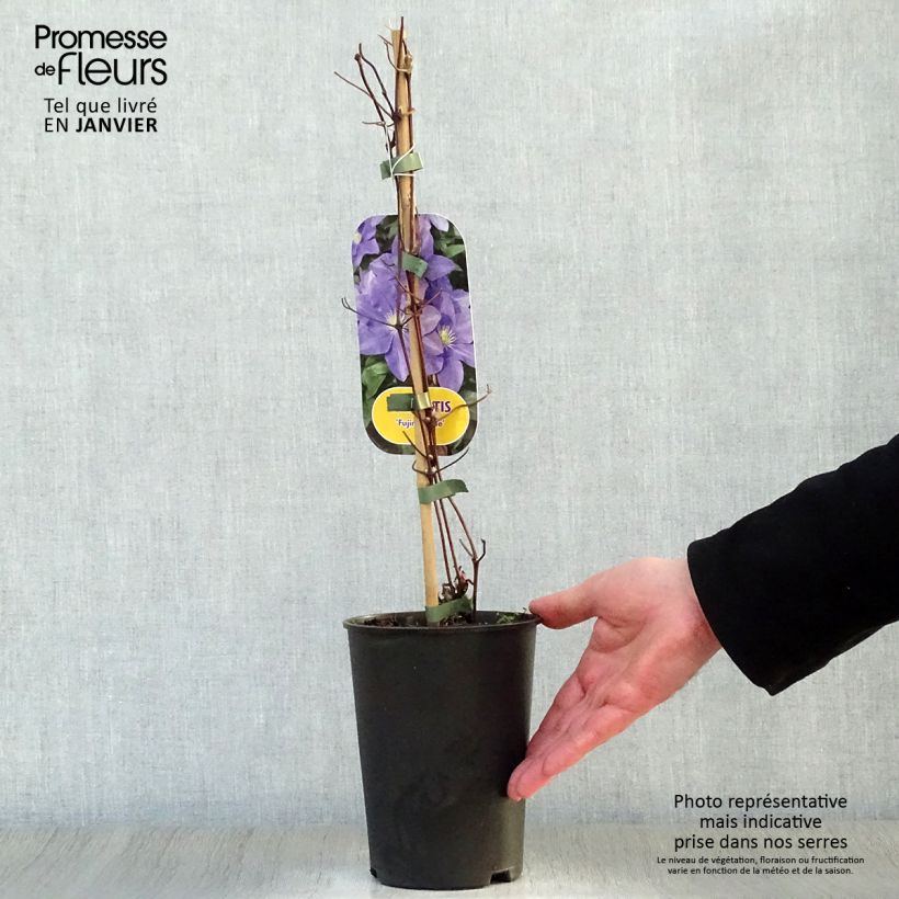 Clematis Fuji Musume - Clematide Vaso da 2L/3L esemplare consegnato in inverno