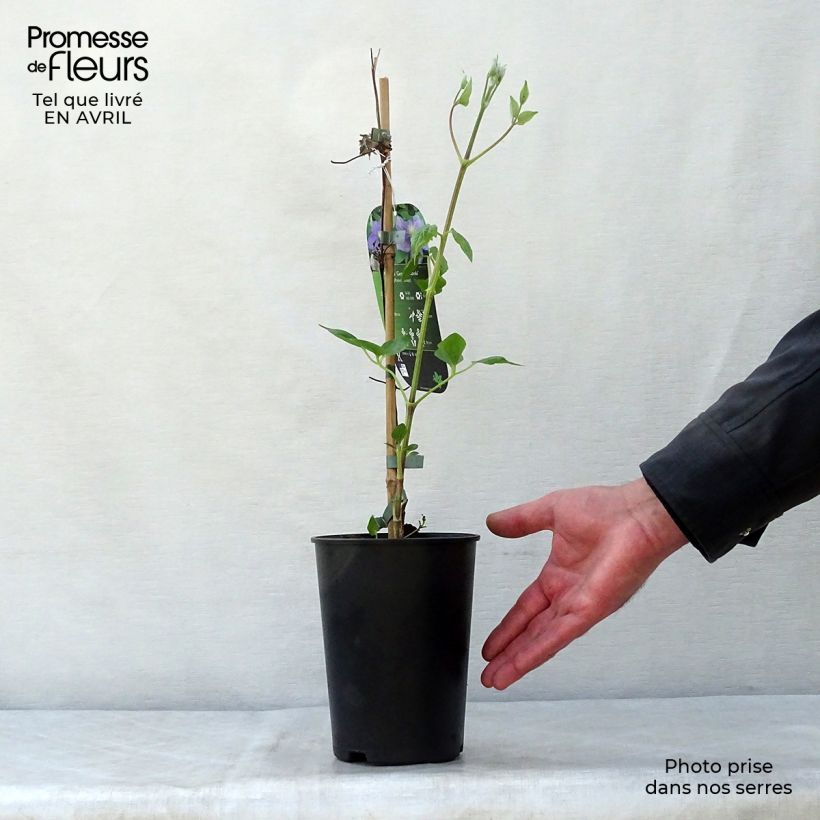 Clematis Général Sikorski - Clematide Vaso da 2L/3L esemplare consegnato in primavera