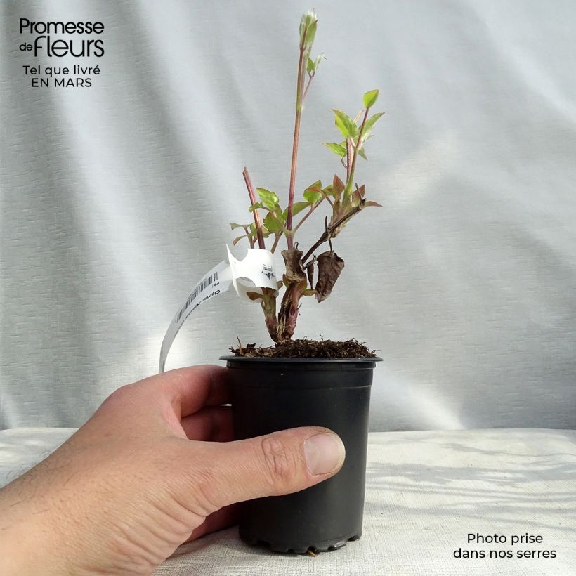 Clematis Général Sikorski - Clematide Vasetto da 8/9 cm esemplare consegnato in inverno